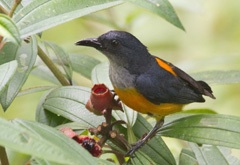 Orange-bellied Flowerpecker